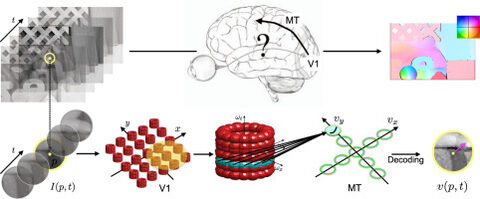 Figure from: What can we expect from a V1-MT feedforward architecture for optical flow estimation?
